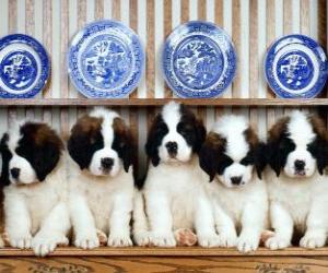 yapboz St Bernard puppies